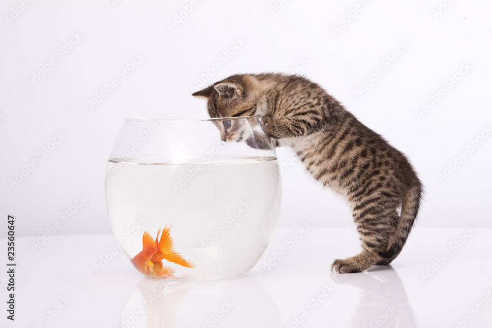 © Kavita - Home cat and a gold fish © Kavita - Home cat and a gold fish