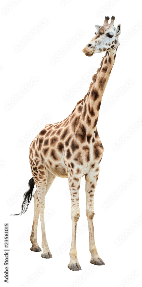 Fototapeta premium Giraffe half-turn looking cutout