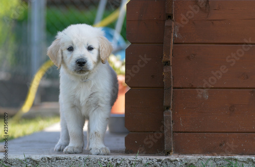 GOLDEN RETRIEVER, 45 GG. photo