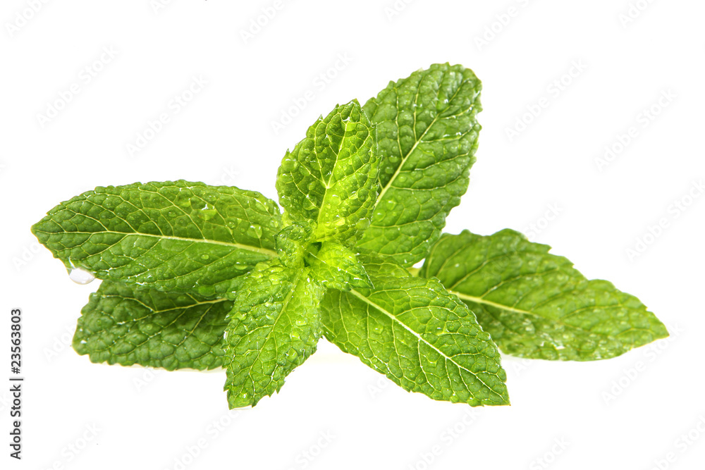 Menta Menta