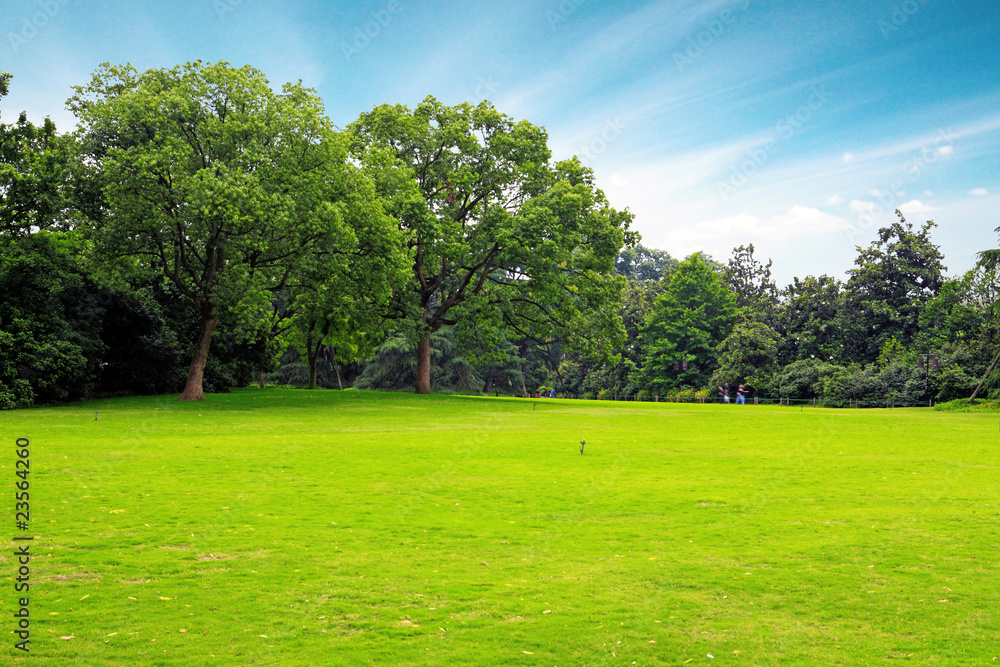 Meadow with green grass and trees under blue sky . Meadow with green grass and trees under blue sky .