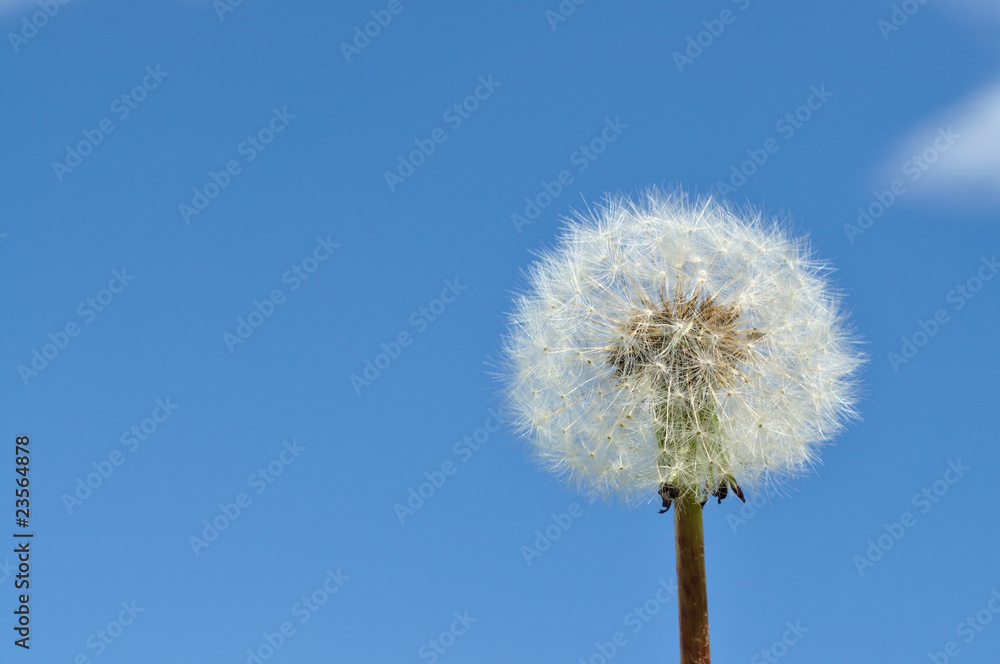 Dandelion seeds on blue sky