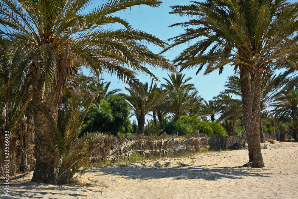Sea's beach with green palms