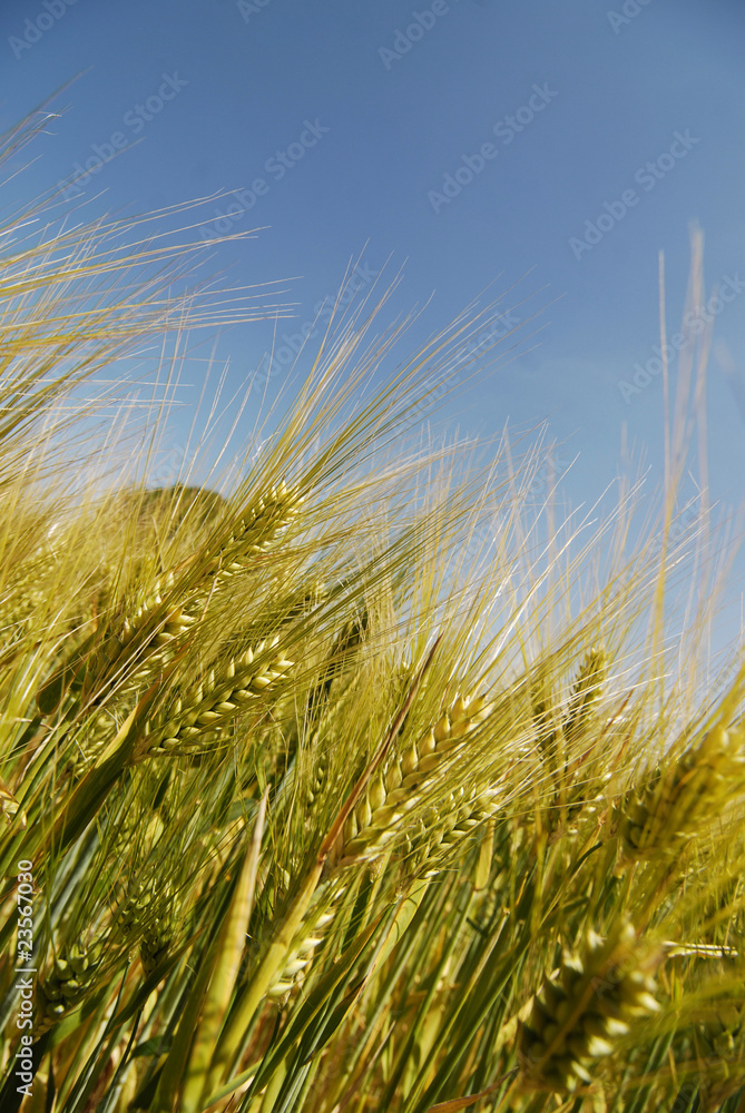 Getreide Ähren Roggen Brot Getreide Ähren Roggen Brot