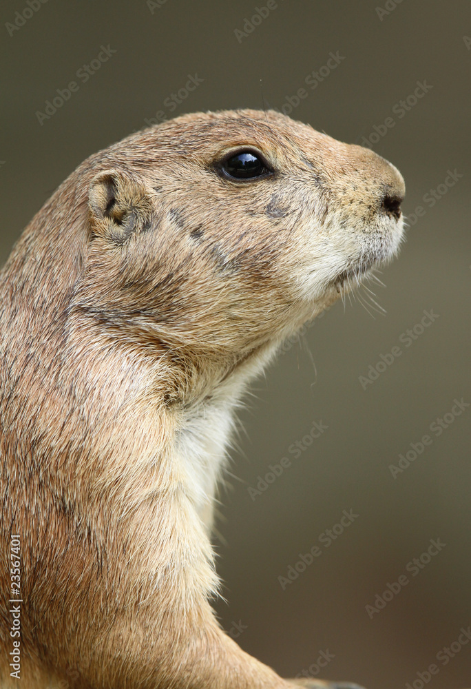 Fototapeta premium Portrait of a Prairie Dog