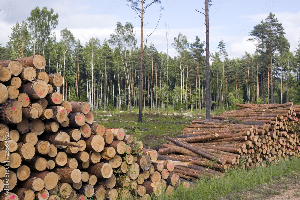 Cut trees in nature background