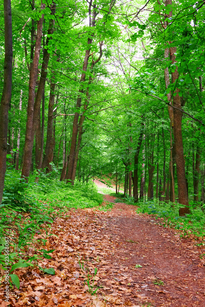 Obraz premium Path in forest