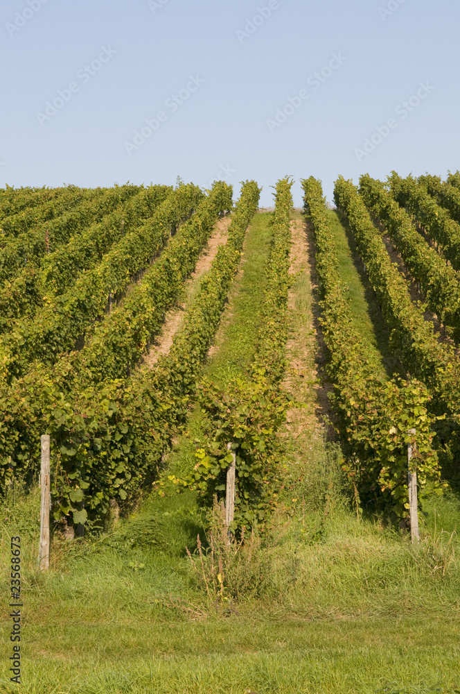 Weinstöcke in Rheinland-Pfalz