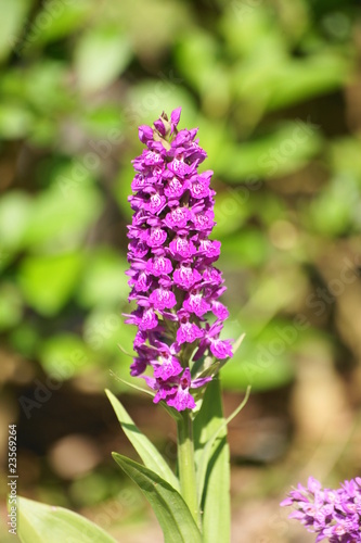 Fototapeta Naklejka Na Ścianę i Meble -  Breitblättriges knabenkraut
