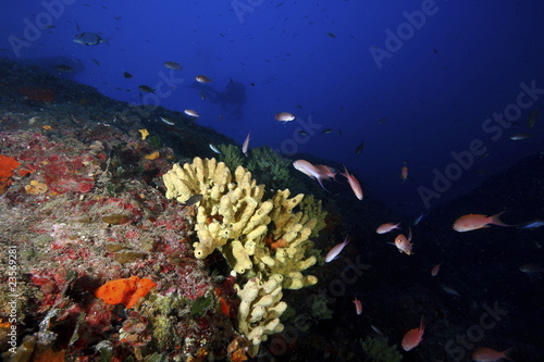 Fototapeta Naklejka Na Ścianę i Meble -  corallo