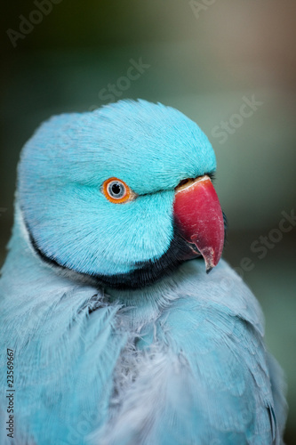 indian ring-neck parakeet