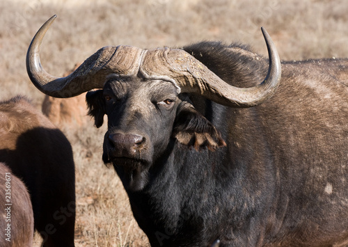 cape buffalo bull
