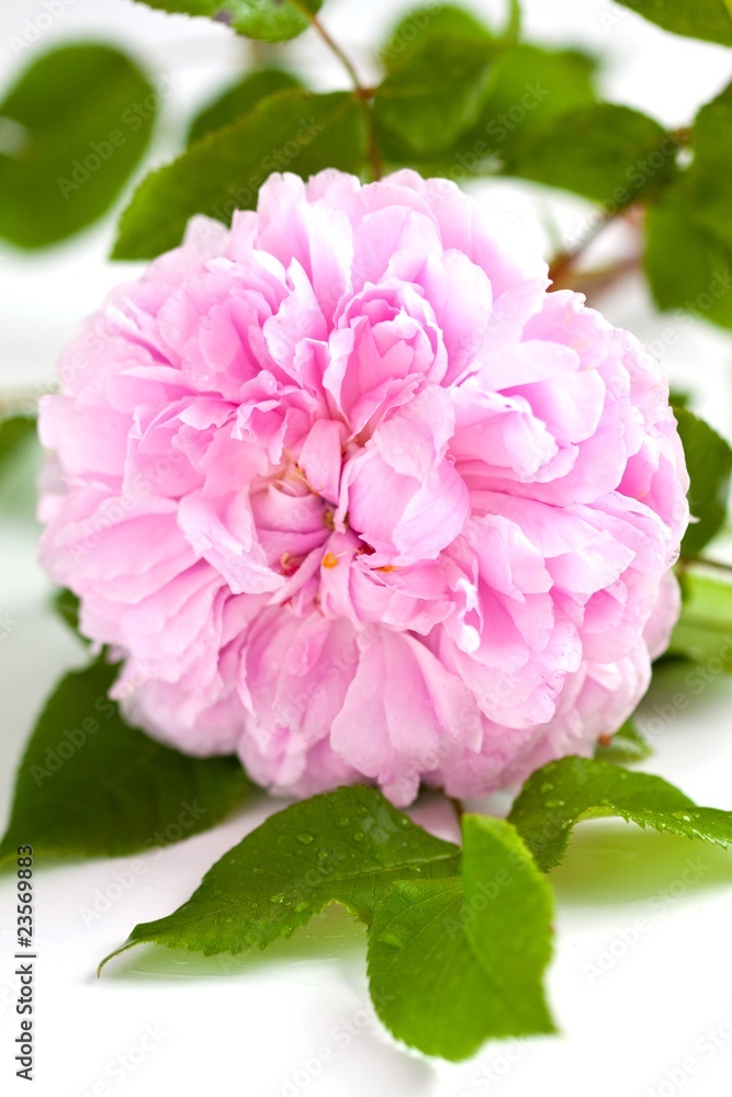 Fototapeta premium Garden rose