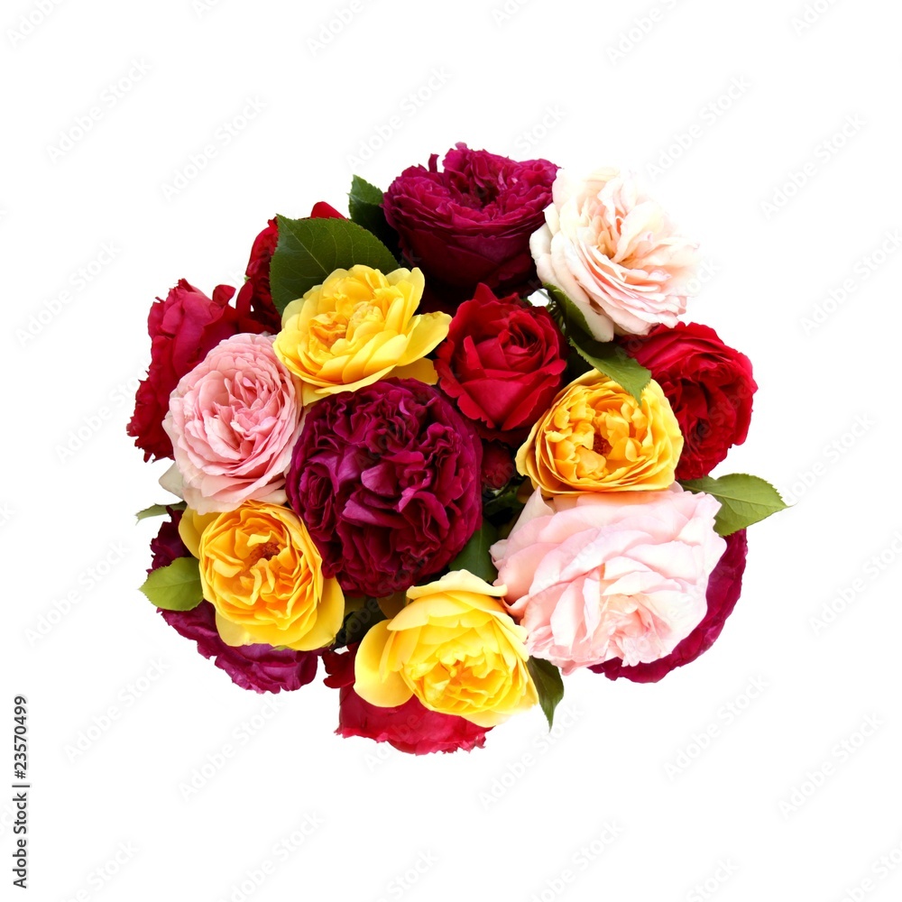 Garden roses Garden roses
