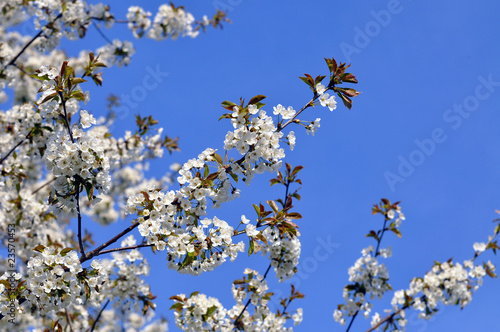 Kirchblüte photo