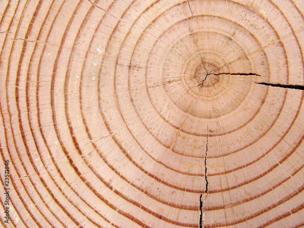 Fototapeta premium Close up of wooden structure of a pine