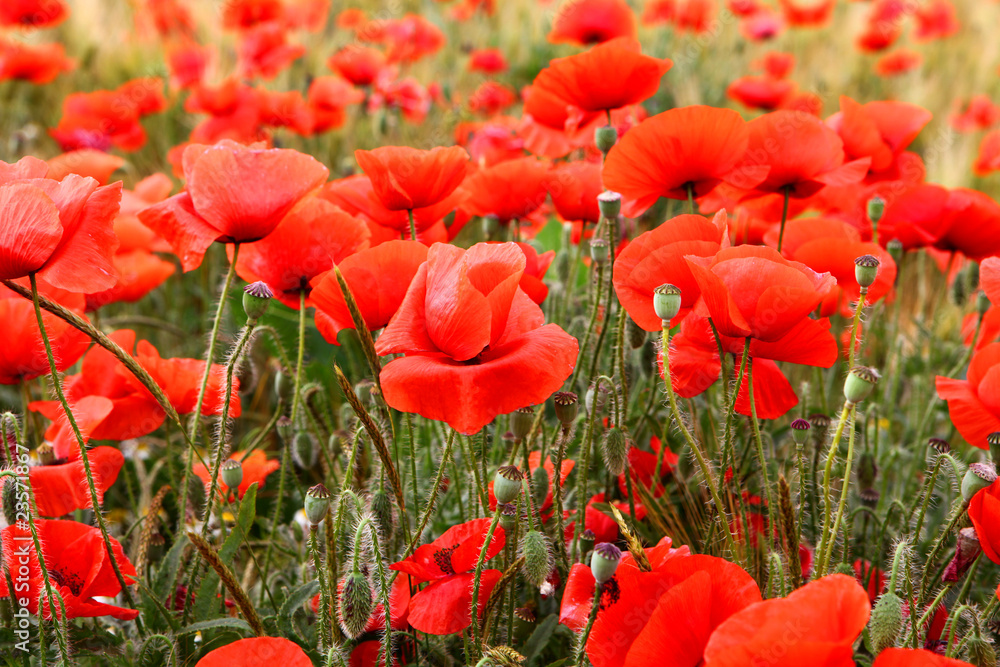Obraz premium Red poppies