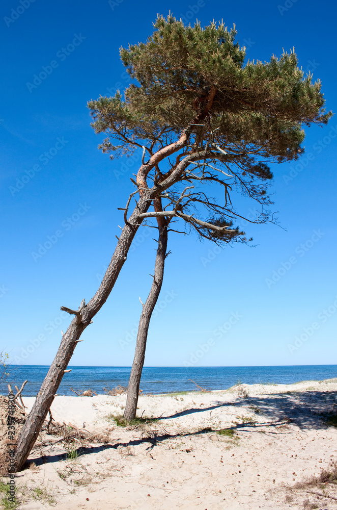 Pine tree at the beach, Baltic sea, Poland