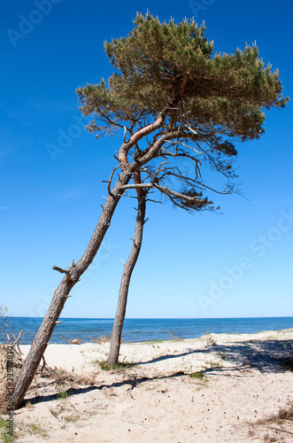 Fototapeta Naklejka Na Ścianę i Meble -  Pine tree at the beach, Baltic sea, Poland
