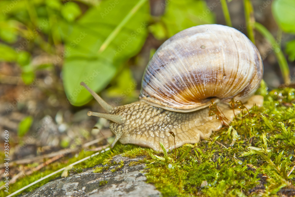 Snail Snail
