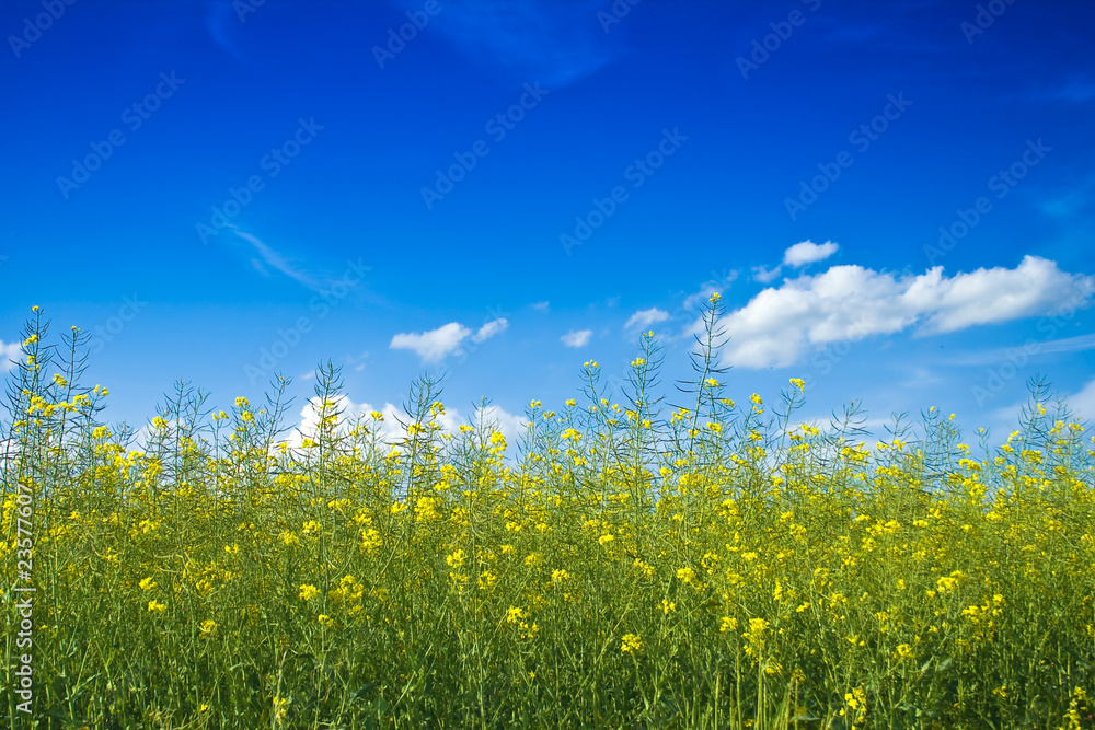 Obraz premium RapeField