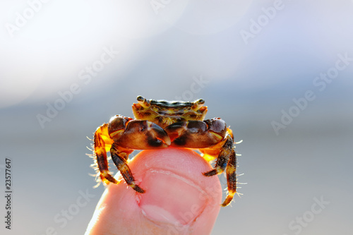 Crab on a finger