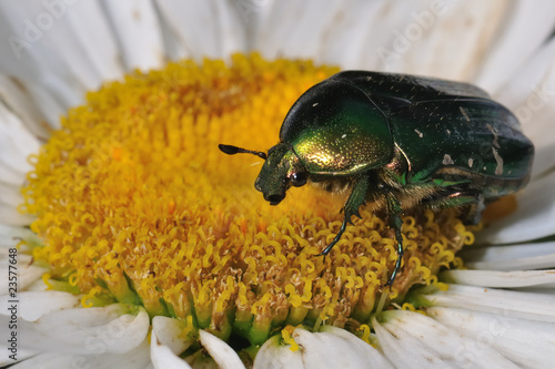 Bronze bug on a camomile. Macro