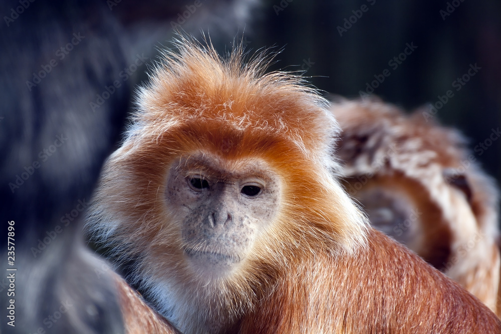 Golden Primate Golden Primate
