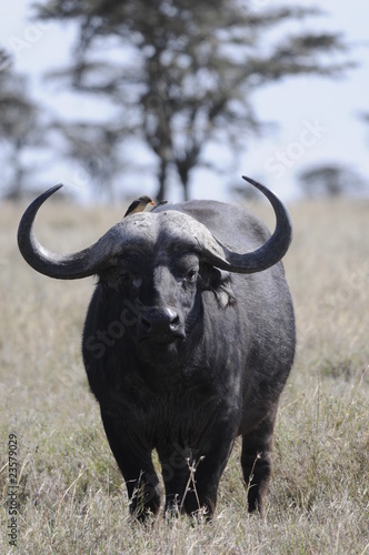 Fototapeta Naklejka Na Ścianę i Meble -  Cape Buffalo (Syncerus caffer) at Masai Mara, Kenya