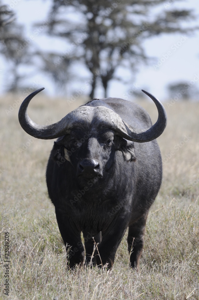 Cape Buffalo (Syncerus caffer) at Masai Mara, Kenya Cape Buffalo (Syncerus caffer) at Masai Mara, Kenya