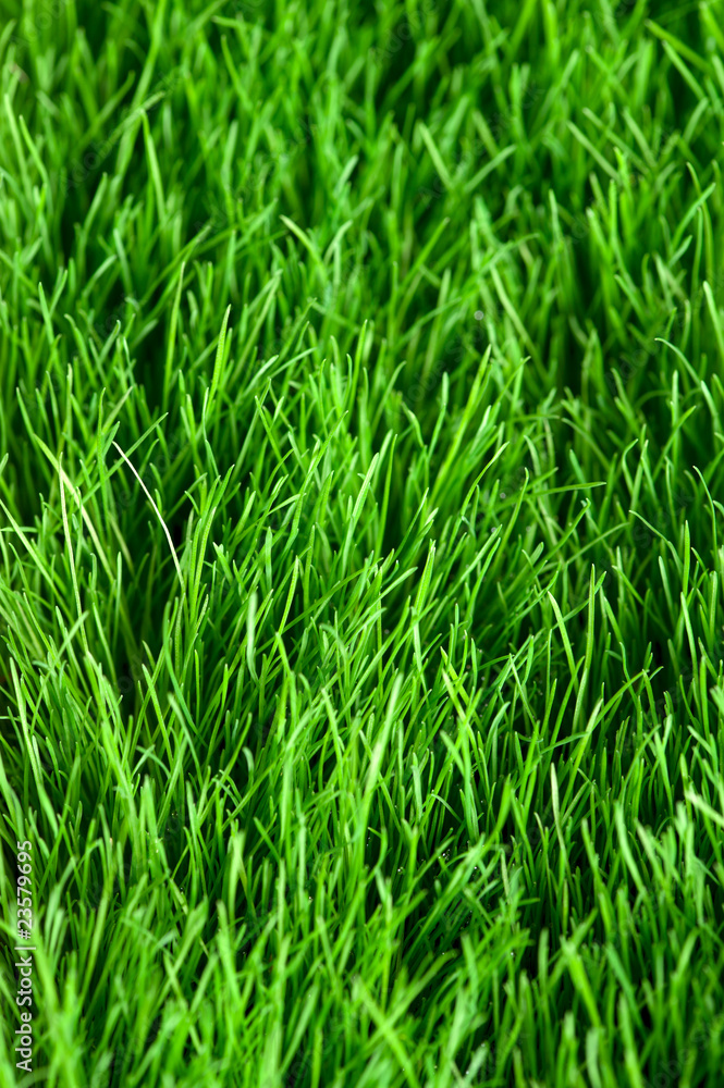 Grass background Grass background