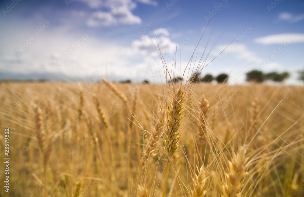 spikelets in the field