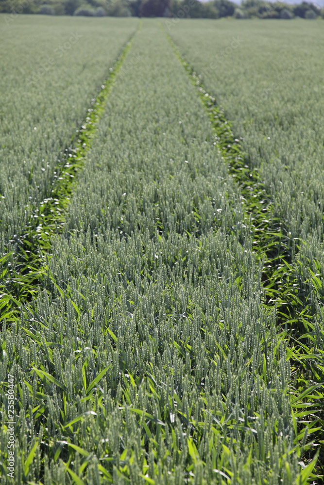 feld getreide feld getreide