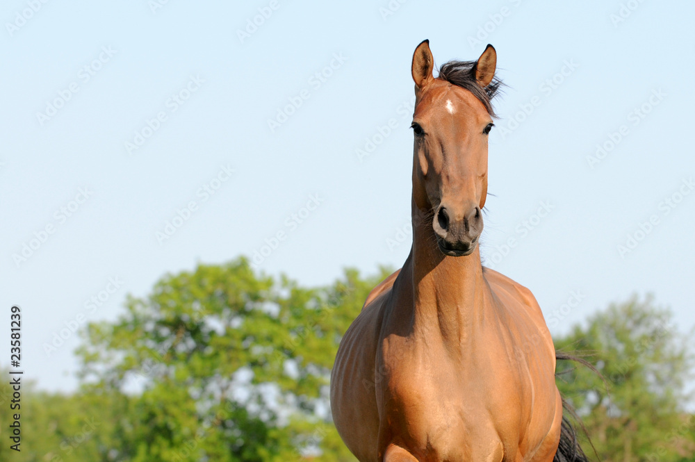 Obraz premium Hannoveranerstute