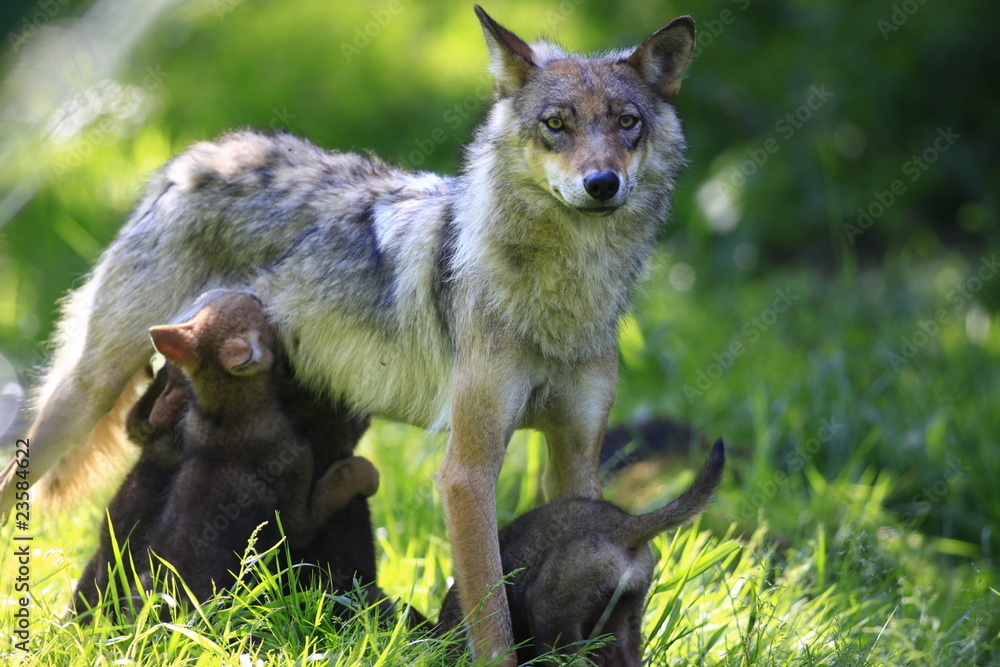 Fototapeta premium wolfswelpen