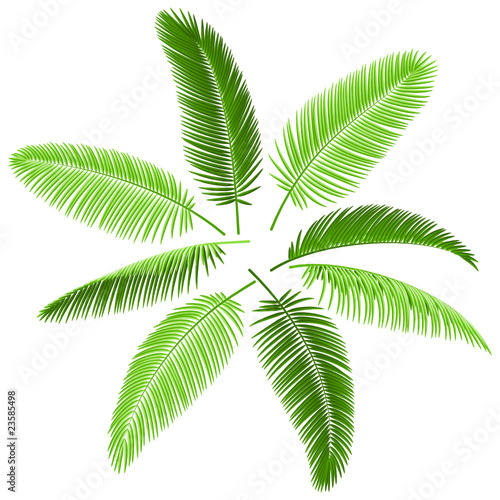 Set of palm leaves. Vector. Make your own palm.