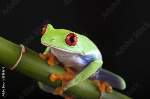 bamboo frog