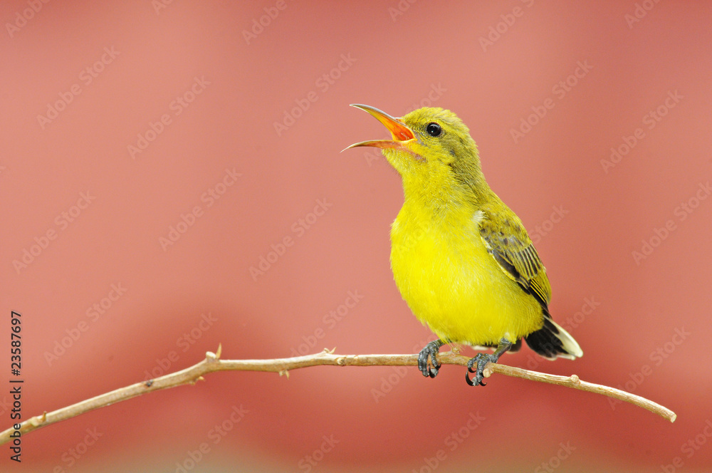 A Young Sunbird On A Perch