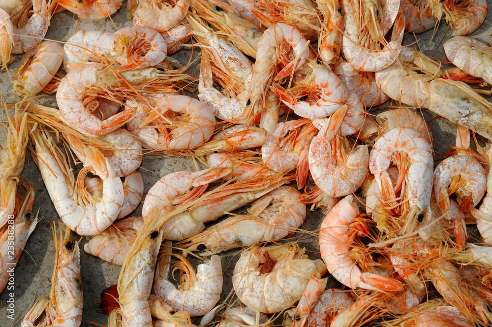 Drying Shrimps At The Seaside