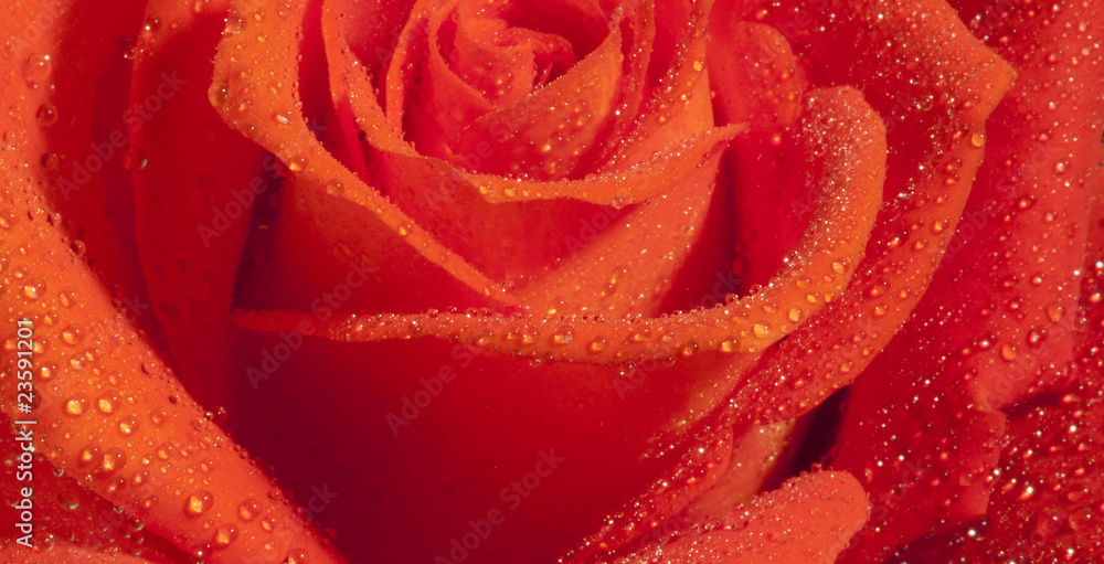 rose of love rose of love