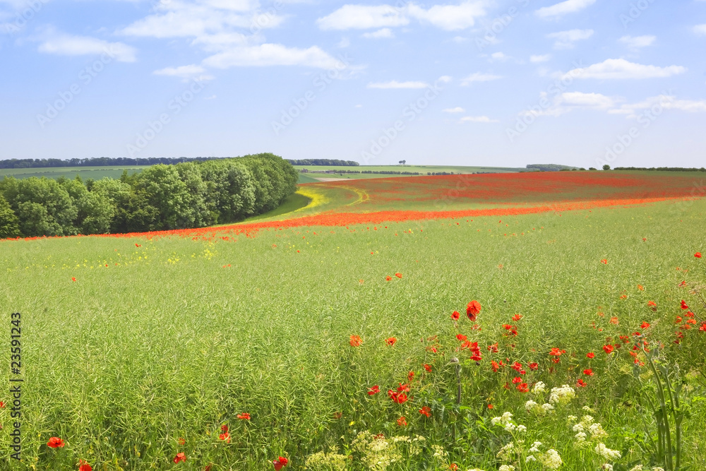 english landscape with field poppies