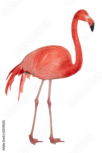 American Flamingo cutout