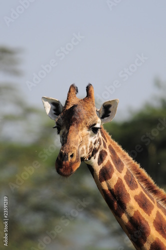 The giraffe  Giraffa camelopardalis  at Masai Mara  Kenya