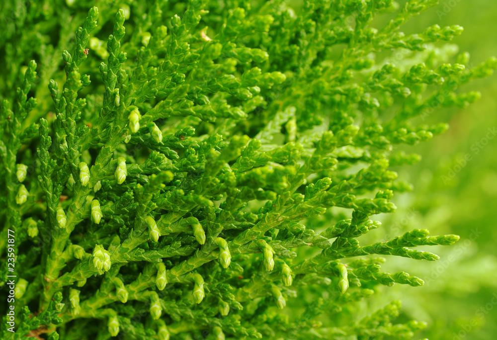Macro of Green Spring Buds (Selective Focus) Macro of Green Spring Buds (Selective Focus)
