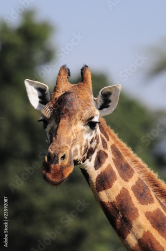 The giraffe (Giraffa camelopardalis) at Masai Mara, Kenya