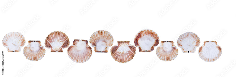 Muscheln Muscheln
