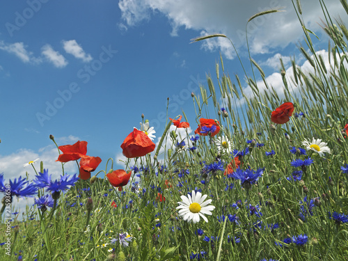 Fototapeta Naklejka Na Ścianę i Meble -  Blumen, Blumenwiese