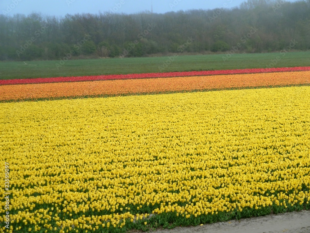 champs de fleurs champs de fleurs
