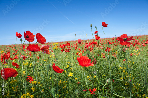 summer landscape