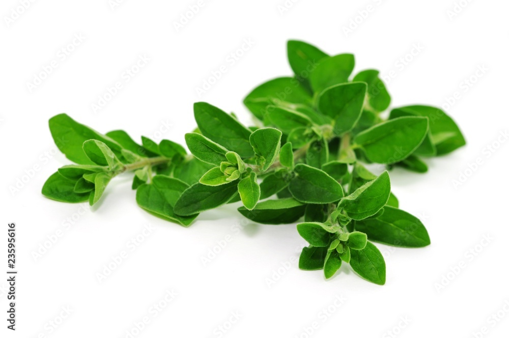Oregano Oregano